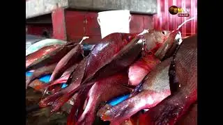 БУДУЩЕЕ РЫБОЛОВСТВА