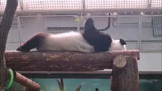 Панду Катюшу уговаривают пойти на улицу 😄🐼 #пандаКатюша