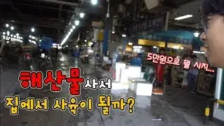 5만원으로 수산시장가서 해산물 사서 키워보자ㅋㅋㅋ [정브르]