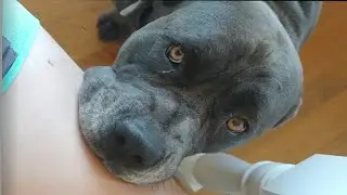 Dog begs for scraps in cutest possible way
