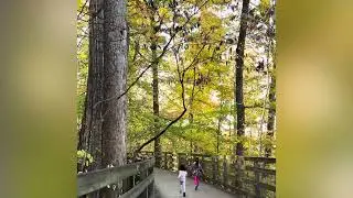 Chasing fall in Monticello Trail