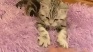 figgy2