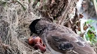 EP 34 | Nasty Bird Dips Insect in baby POOP & feeds it to other Baby bird ||| Bulbul bird in nest