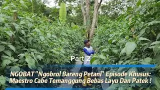 NGOBAT Episode Maestro Cabe Temanggung