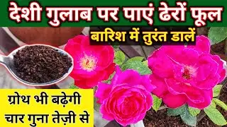 बारिश में देशी गुलाब पर पाएं ढेरों फूल.गुलाब की देखभाल. Rose plant growing tips.Gulab ki care.