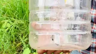 #baby snake# snake# cobra# snake hunter# snake# beautiful snake#