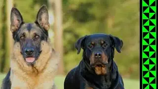 Como IMPEDIR QUE OUTRO CÃO ATAQUE SEU CÃO NA RUA!