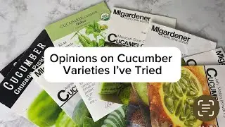 Opinions on Cucumber Varieties I&rsquo;ve Tried
