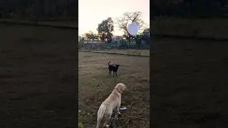 Labrador lover🩷🐕 #dog playing with balloon #labrador retriever #shorts