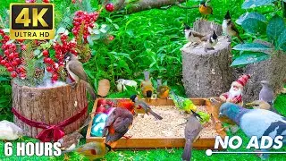 Engaging Cat TV for the Holidays 😸 Birds & Squirrels on a Winter Garden Wall 🐿️ No Ads 4K