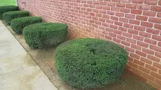 Shrub Trimming Clear Spring MD Washington County Maryland