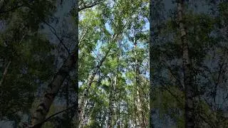 Берёзовая роща. Лето. Релакс. Кремль в Измайлово / Birch grove #лес #берёза #лето #берёзоваяроща