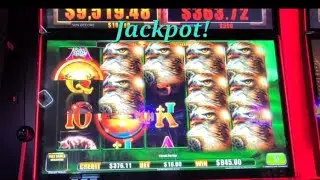 JACKPOT! on Desert Hawk Ainsworth machine