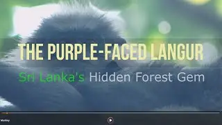 The Purple-Faced Langur: Sri Lanka's Hidden Forest Gem | Wildlife Documentary