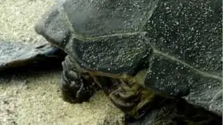 TurtleJr