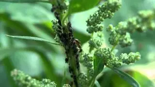 Lasius niger & Aphis fabae
