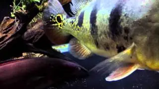 Rio Cana brava SP and Kelberi Rio Docce