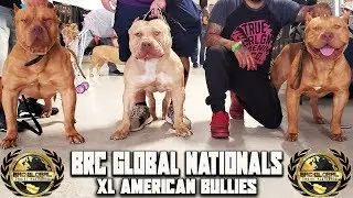 XL AMERICAN BULLY'S @ THE 2019 BRC GLOBAL NATIONALS!!!!!!!!!!!!