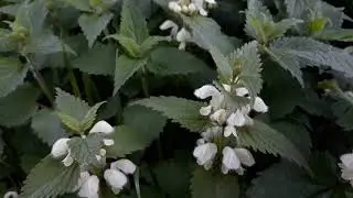 Dovenetel (Lamium)