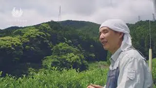 Best Matcha from Kanaya Tea Farm, Shizuoka, Japan