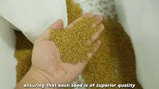Seed sorting machine