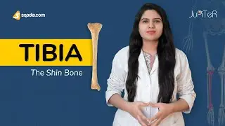 Tibia | Anatomy of Leg Bones | Lower Limb Skeletal System | V-Learning&trade;