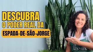 🌿A ESPADA DE SÃO JORGE vai além da PROTEÇÃO descubra o PORQUÊ🌿