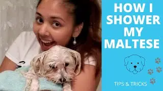 HOW I SHOWER MY MALTESE - SMALL DOG BATHTIME TIPS & TRICKS🐶