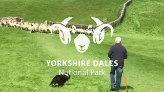 An Introduction to Sheep Dogs with Richard Fawcett