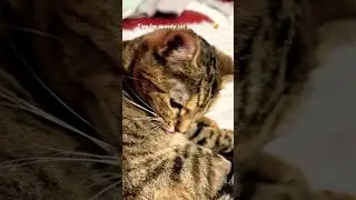#catofyoutube