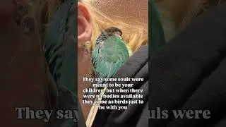 #BirdieKisses #BabyBird #PetParrotLife #ColorfulFeathers #HappyParrot #BirdTok #ConureLove