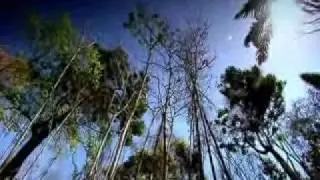 BBC - Panorama: Can money grow on trees?