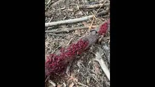 Swarm of box elder bug nymphs