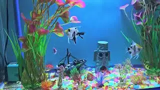 Bioluminescent Aquascapes: Creating a Glowing Nighttime Tank || Gaelle's Vlog