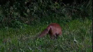 Juvenile red fox (Vulpes vulpes) hunting and eating insects in a meadow at dusk, Belgium