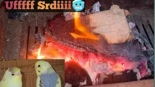Itni Sardi! 🥶 Apne Parrots Ko Garam Rakhne Ke Liye Born Fire Jalayi 🦜🔥| winter care Vlog |