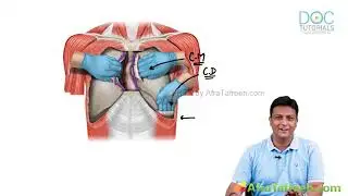 Pleura & Sibson&rsquo;s Fascia Simplified | Thoracic Anatomy | MB MBBS| #DRAZAM |