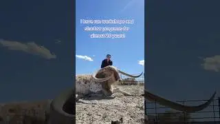 Dog trainer burnout