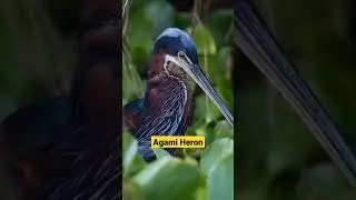 Agami Heron