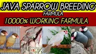 Java Sparrow Breeding Formula 🔥 | Complete Breeding Diet & Tips for Maximum Chicks