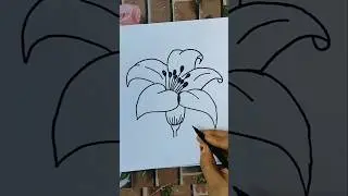 Easy Lily Flower Drawing For Beginners #shorts #lily #art #flower #trending #drawing #youtubeshorts