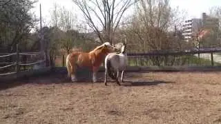 2 Wallache gew&ouml;hnen sich aneinander