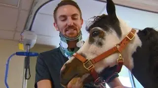 Mini therapy horse has big job