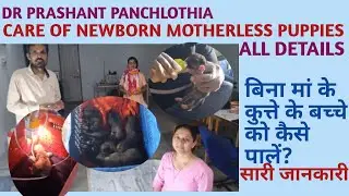 How to take care of newborn puppies (motherless),full  information.Navzaat kutte k pillon  dekhbhal.