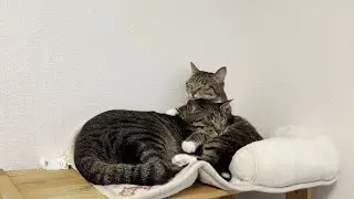 この冬１番人気のVIP席#cat #キジシロ #キジトラ #ねこ #猫 #多頭飼い 