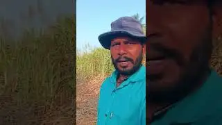 #sugarcane  #flowering  problem: their sugarcane is flowering at just 8 months instead of normal 14.