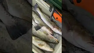Big Speckled Trout (spotted sea trout) cleaning time at the end of the day. #kastking