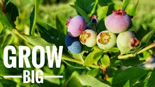 Blueberry Success Year After Year | Our Spring Care & Feeding Routine
