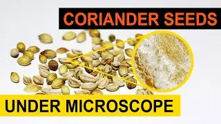 Coriander Seeds (Chinese Parsley or Dhania/धनिया) Magnified Under Microscope