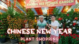 CNY PLANTS 2023 and TRADITIONAL Singapore plant nursery (Tank vlogs: For the plant keepers)